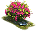 File:Flowering Bougainvillea Tree.png